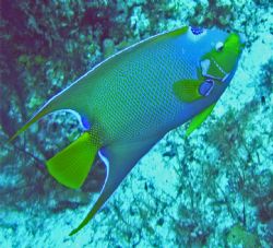 Taken in Cozumel, Sea and Sea DX-8000G. Queen Angel natur... by Garry Rogers 